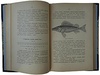 Варпаховский Н. А. Определитель пресноводных рыб Европейской России (Антикварная книга 1898 г.)