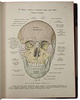 Sobotta J. Атлас описательной анатомии человека (Антикварное издание 1909-1912 гг. в 3 частях)