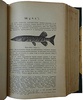 Сабанеев Л.П. Рыбы России. Жизнь и ловля (ужение) наших пресноводных рыб (Антикварное издание 1911г.)