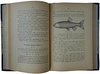 Варпаховский Н. А. Определитель пресноводных рыб Европейской России (Антикварная книга 1898 г.)
