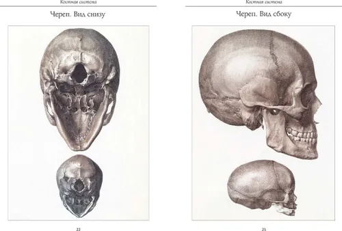 Атлас анатомии человека. Все органы человеческого тела. Большая коллекция