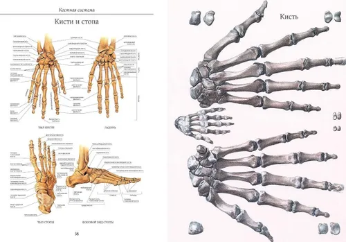 Атлас анатомии человека. Все органы человеческого тела. Большая коллекция