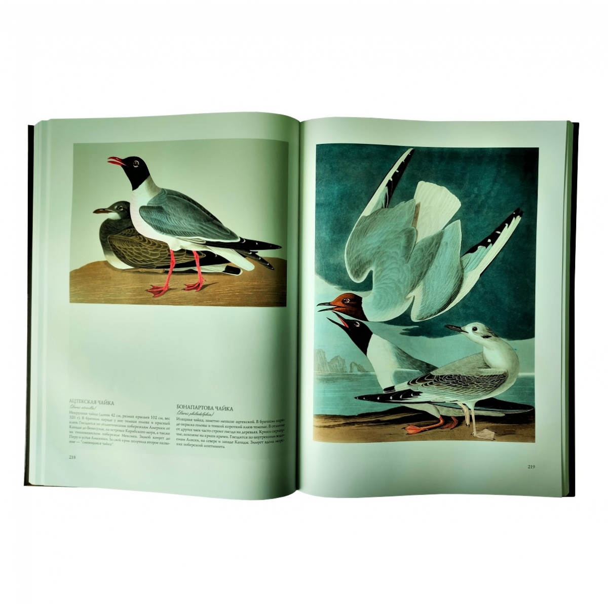 Книга "Птицы Америки" в суперобложке