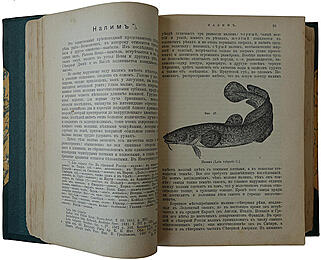 Сабанеев Л.П. Рыбы России. Жизнь и ловля (ужение) наших пресноводных рыб (Антикварное издание 1911г.)