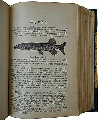 Сабанеев Л.П. Рыбы России. Жизнь и ловля (ужение) наших пресноводных рыб (Антикварное издание 1911г.)