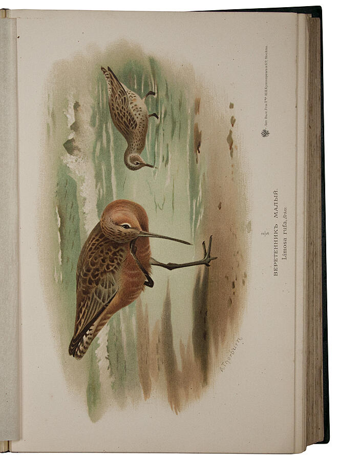 Мензбир М.А. Охотничьи и промысловые птицы Европейской России и Кавказа. Антикварное здание в 3 томах